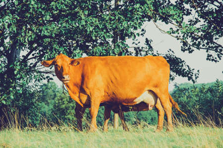 Cows in meadows. Red cows and calves in the meadow. Volyn breed of cowsの写真素材