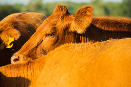 Cows in meadows. Red cows and calves in the meadow. Volyn breed of cowsの写真素材