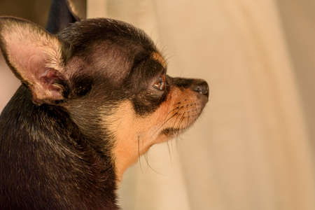 Chihuahua small breed dog portrait. Dogの写真素材