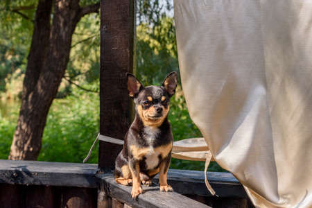 Chihuahua small breed dog portrait. Dogの写真素材