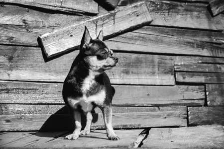 Chihuahua small breed dog portrait. Dog. Black and white photo of a dog on a wooden backgroundの写真素材