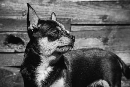 Chihuahua small breed dog portrait. Dog. Black and white photo of a dog on a wooden backgroundの写真素材