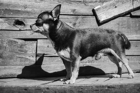 Chihuahua small breed dog portrait. Dog. Black and white photo of a dog on a wooden backgroundの写真素材