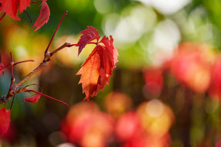 WILD grapes IN AUTUMN PILTAINED FENCE. Wild wingrad leaves in autumn. Autumn natural