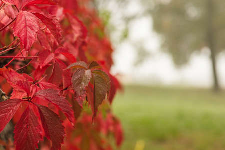 Amazing multicolor background of natural autumn foliage. Colorful background of multicolor leaves