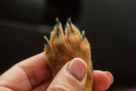 woman's hand and dog's paw. Girl's hand and dog's paw. Dog and man friends