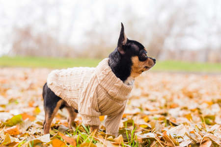 Pet dog Chihuahua walks on the street. Chihuahua dog for a walk. Chihuahua black, brown and white.の写真素材