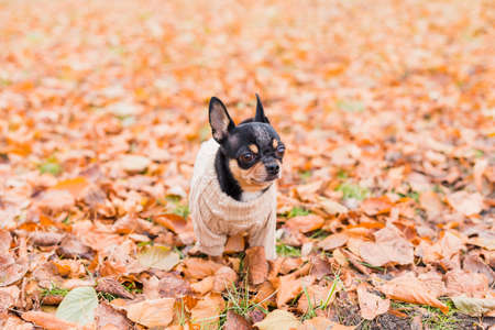 Pet dog Chihuahua walks on the street. Chihuahua dog for a walk. Chihuahua black, brown and white.の写真素材