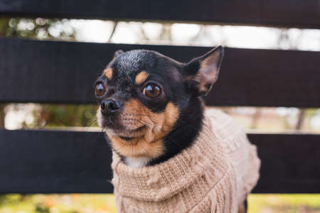 Pet dog Chihuahua walks on the street. Chihuahua dog for a walk. Chihuahua black, brown and white.の写真素材