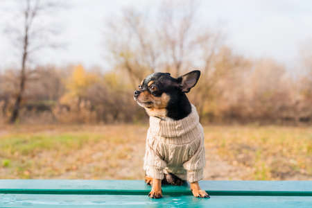 Pet dog Chihuahua walks on the street. Chihuahua dog for a walk. Chihuahua black, brown and white.の写真素材
