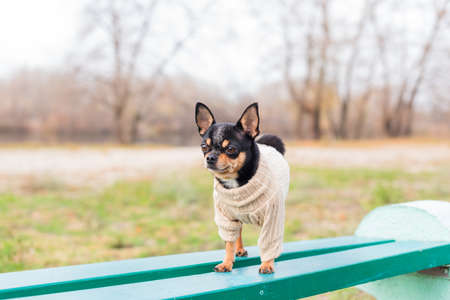 Pet dog Chihuahua walks on the street. Chihuahua dog for a walk. Chihuahua black, brown and white.の写真素材