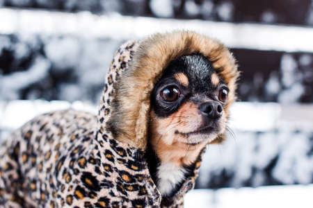 small dog jacket cold in the winter. Chihuahua in winter clothes on a background of snow. Chihuahua. Dogの写真素材