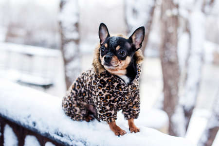 small dog jacket cold in the winter. Chihuahua in winter clothes on a background of snow. Chihuahua. Dogの写真素材