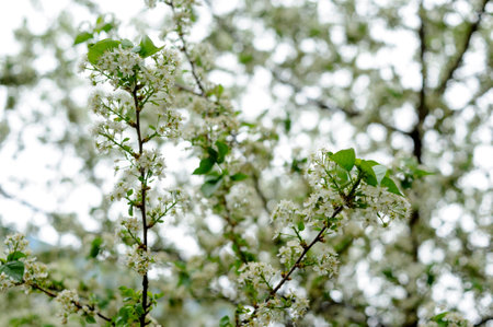 beautiful closeup spring blossoming tree. Blooming trees in springの写真素材