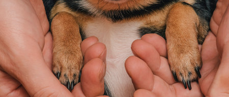 JA guy lovingly holds a dog in his arms. Friendship between a dog and its owner. Chihuahua dogの写真素材