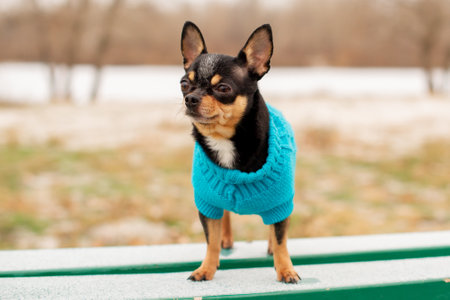 Dog Chihuahua walks on the street. Chihuahuafor a walk. Dog in the winter walks in the parkの写真素材
