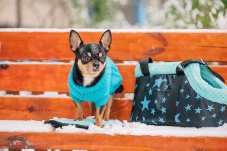 Portrait of a tiny Chihuahua dog with a blue sweater. Chihuahua dog walking on the snow. chihuahua.の写真素材