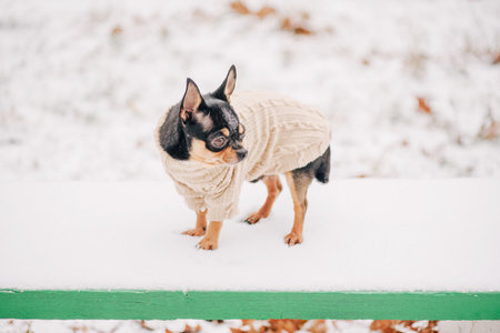 Portrait of a tiny chihuahua dog wearing a beige sweaterの写真素材