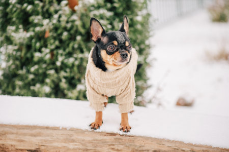 Portrait of a tiny chihuahua dog wearing a beige sweaterの写真素材