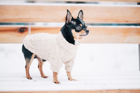 Portrait of a tiny chihuahua dog wearing a beige sweaterの写真素材