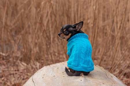 adorable chihuahua dog outdoors in a sweater. Chihuahua in a sweater. Dog in clothes for a walkの写真素材