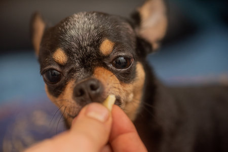 Chihuahua on a blue sofa. Closeup portrait of small funny mini chihuahua dog, puppyの写真素材