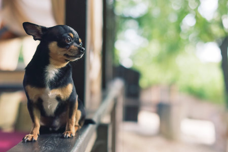 Chihuahua dog on the windowsill. Pet waiting for its owner by the window. The dog is tricolor. dogの写真素材