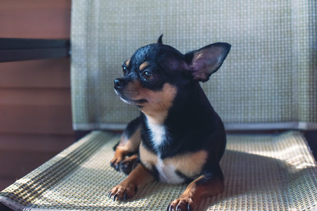 Cute chihuahua young dog in outdoors cafe with chairs. Summer morning solar bright effect.の写真素材