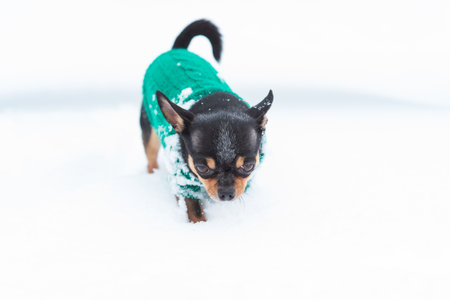 dog jacket cold in the winter. Chihuahua. Dog on a walk in the winter. A lot of snow and a dog. dogの写真素材