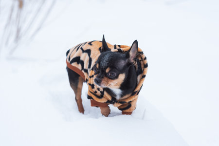 dog jacket cold in the winter. Chihuahua. Dog on a walk in the winter. A lot of snow and a dog. dogの写真素材