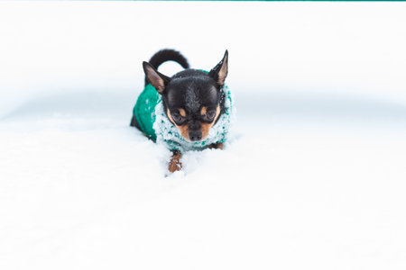 dog jacket cold in the winter. Chihuahua. Dog on a walk in the winter. A lot of snow and a dog. dogの写真素材