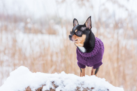 dog jacket cold in the winter. Chihuahua. Dog on a walk in the winter. A lot of snow and a dog. dogの写真素材