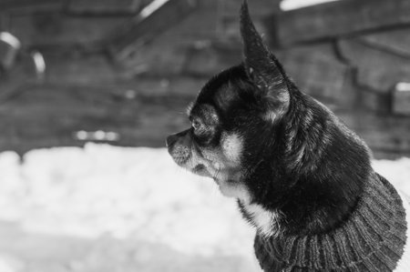 Chihuahua walking in the snow. Chihuahua in winter clothes on a background of snow. Chihuahua.の写真素材