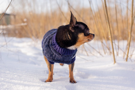 Chihuahua walking in the snow. Chihuahua in winter clothes on a background of snow. Chihuahua.の写真素材