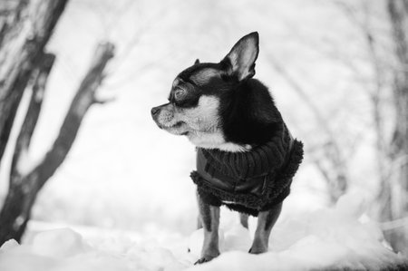 Chihuahua walking in the snow. Chihuahua in winter clothes on a background of snow. Chihuahua.の写真素材