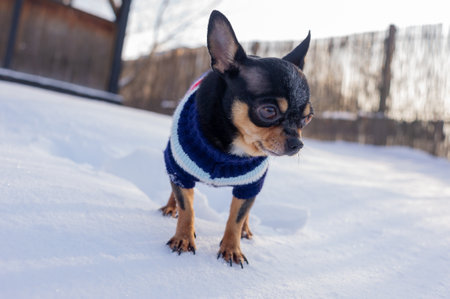 Chihuahua walking in the snow. Chihuahua in winter clothes on a background of snow. Chihuahua.の写真素材