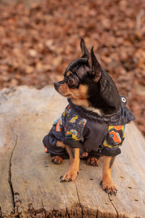 adorable chihuahua dog outdoors in a sweater. Chihuahua in a sweater. Dog in clothes for a walkの写真素材