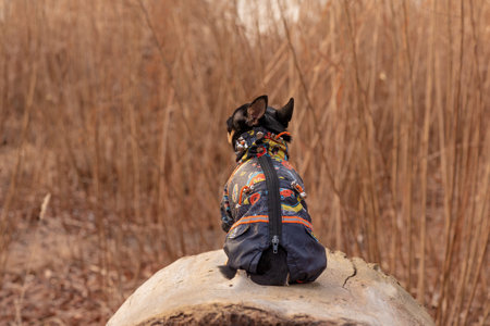 adorable chihuahua dog outdoors in a sweater. Chihuahua in a sweater. Dog in clothes for a walkの写真素材