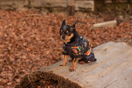 adorable chihuahua dog outdoors in a sweater. Chihuahua in a sweater. Dog in clothes for a walkの写真素材