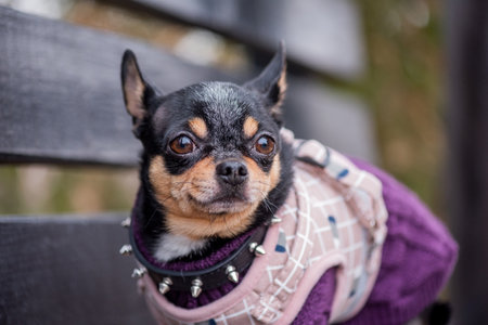 Pet dog Chihuahua walks on the street. Chihuahua dog for a walk. Dog in the autumn walks in the parkの写真素材