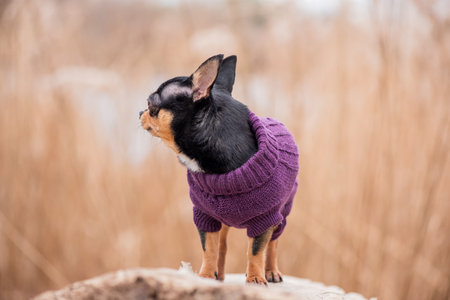 Pet dog Chihuahua walks on the street. Chihuahua dog for a walk. Dog in the autumn walks in the parkの写真素材