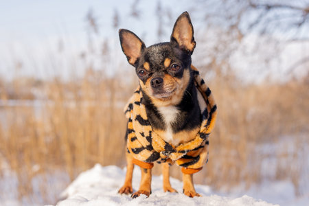 dog jacket cold in the winter. Chihuahua. Dog on a walk in the winter. A lot of snow and a dog. dogの写真素材