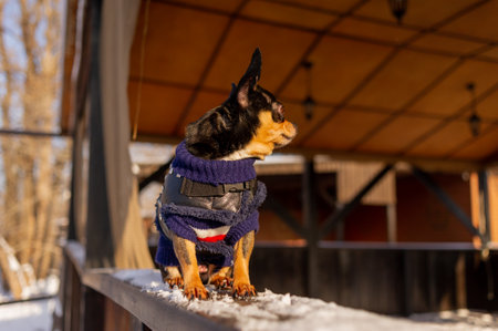 Chihuahua walking in the snow. Chihuahua in winter clothes on a background of snow. Chihuahua.の写真素材