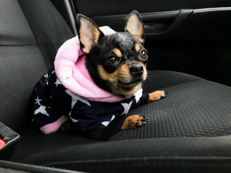 portrait of cute chihuahua in automobile. Chihuahua dog in carの写真素材