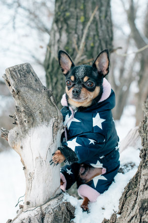 Chihuahua. Dog on a walk in the winter. A lot of snow and a dog. Black brown white dogの写真素材