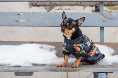 dog jacket cold in the winter. Chihuahua. Dog on a walk in the winter. A lot of snow and a dog. dogの写真素材