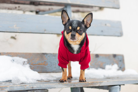 dog jacket cold in the winter. Chihuahua. Dog on a walk in the winter. A lot of snow and a dog. dogの写真素材