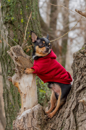 Pet dog Chihuahua walks on the street. Chihuahua dog for a walk. Dog in the autumn walks in the parkの写真素材