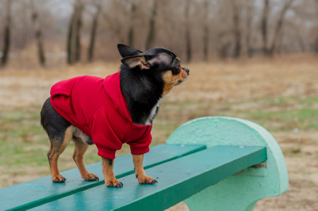 Pet dog Chihuahua walks on the street. Chihuahua dog for a walk. Dog in the autumn walks in the parkの写真素材