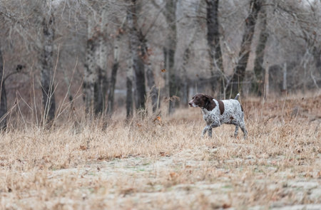 German Kurzhaar, great hunting dog and loyal friend. Kurzhaar. Hunting dog runs in nature